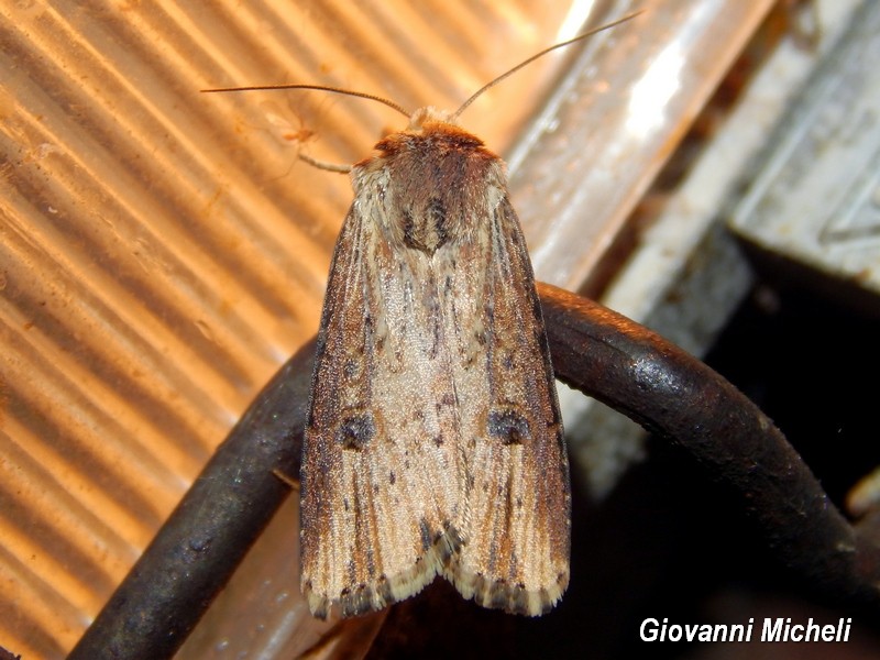 Alcune falene da confermare/identificare